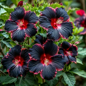 Гибискус садовый Файер Дэнсер купить по цене от 450р. в интернет-магазине «Посадика» с доставкой почтой в в Голицыное и по всей России – [изображение №1].