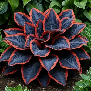 Хоста Солнечный Агат купить по цене от 440р. в интернет-магазине «Посадика» с доставкой почтой в в Голицыное и по всей России – [изображение №1].