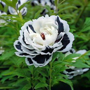 Пион Монохромный Шик купить по цене от 429р. в интернет-магазине «Посадика» с доставкой почтой в в Голицыное и по всей России – [изображение №1].