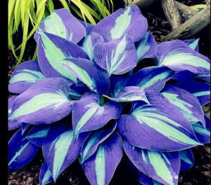 Хоста Аурелия купить по цене от 450р. в интернет-магазине «Посадика» с доставкой почтой в в Голицыное и по всей России – [изображение №1].